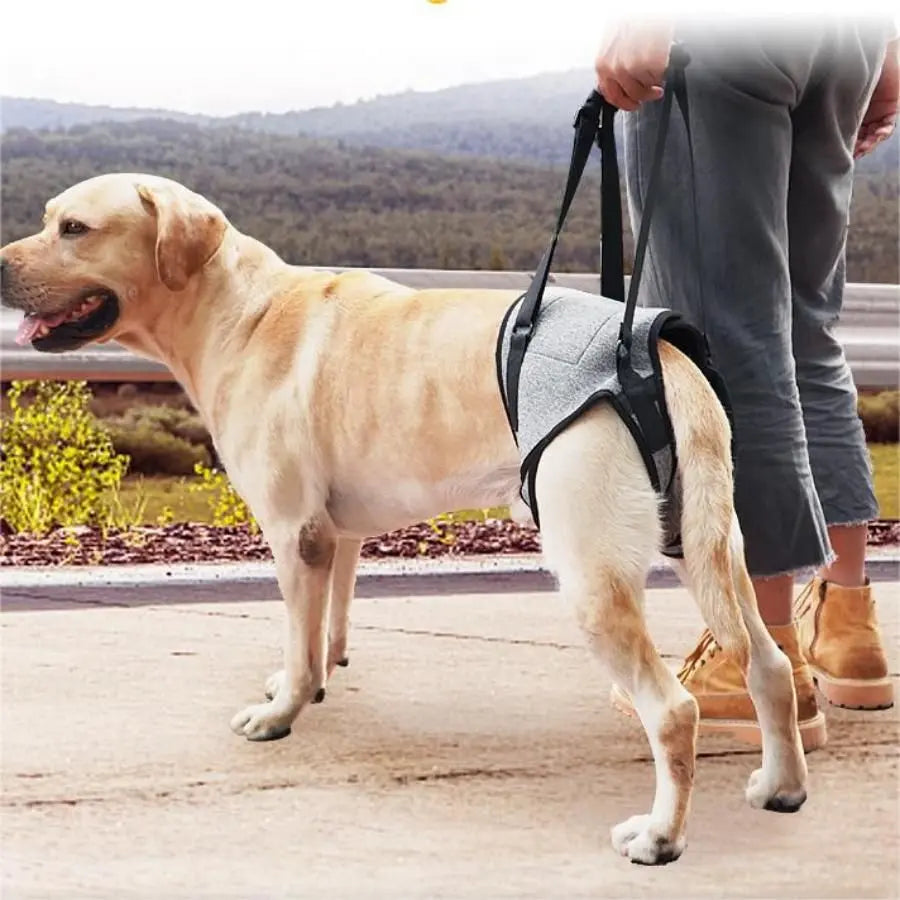 Dog Lift Harness - Adjustable Support for Medium Large Dogs, Comfortable Design with Padded Back Legs for Elderly, Injured, Arthritic, Senior, Disabled Dogs(M) Wholesale Hub