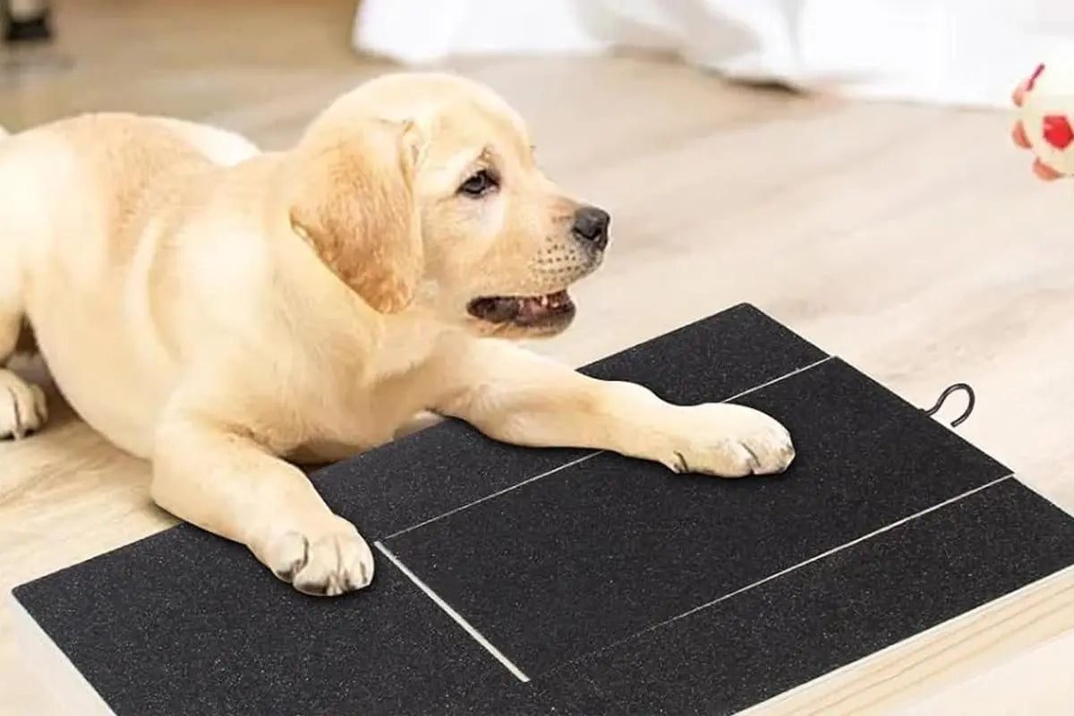 Dog Scratch Pad for Nails Scratching Board with Treat Box Wholesale Hub