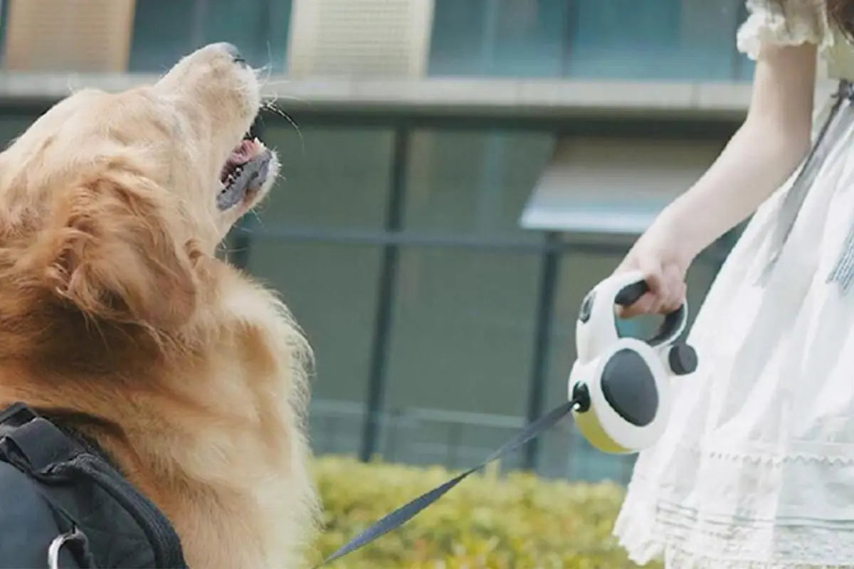 5m Auto Retractable Dog Leash with LED Light Pet Walking Lead for Small Medium Large Dogs - M Wholesale Hub