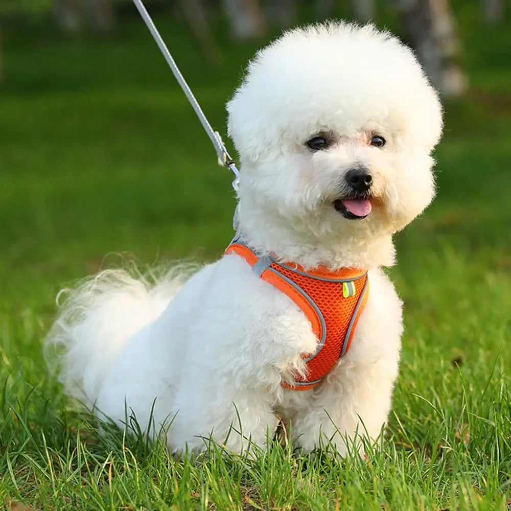 Pet Cat Harness and Leash Set Breathable Vest with Reflective Strip for Kitten Walking Traveling Orange - S Wholesale Hub