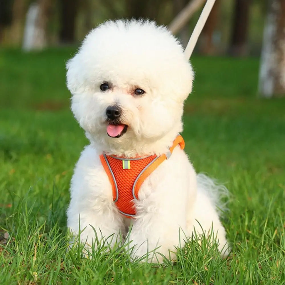 Pet Cat Harness and Leash Set Breathable Vest with Reflective Strip for Kitten Walking Traveling Orange - M Wholesale Hub