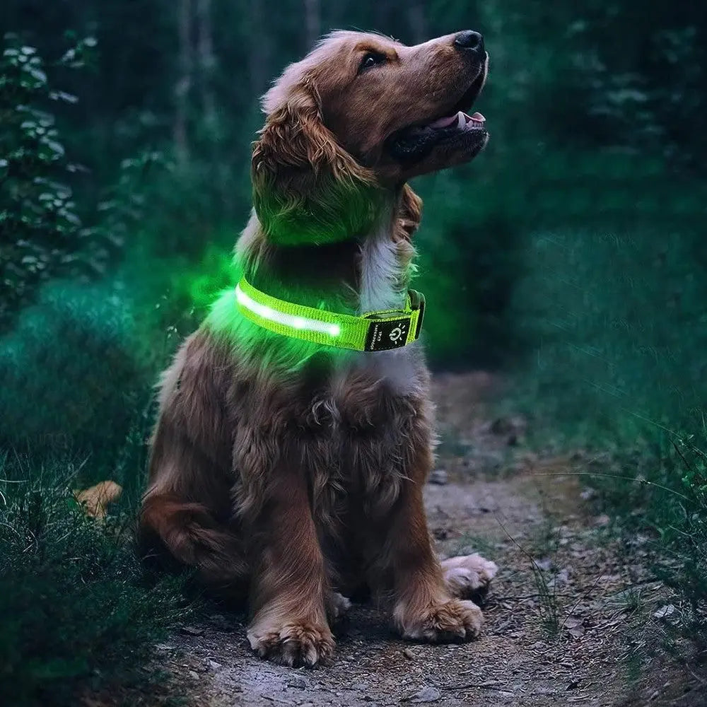 Luminous LED Pet Dog Collar Light-up USB Rechargeable Dog Collar Green - M Wholesale Hub
