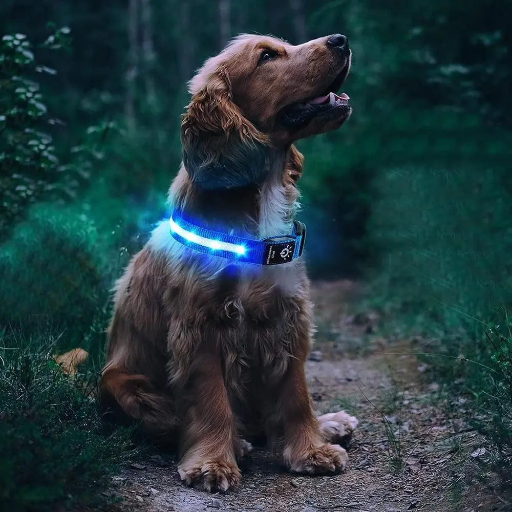 Luminous LED Pet Dog Collar Light-up USB Rechargeable Dog Collar Blue - M Wholesale Hub