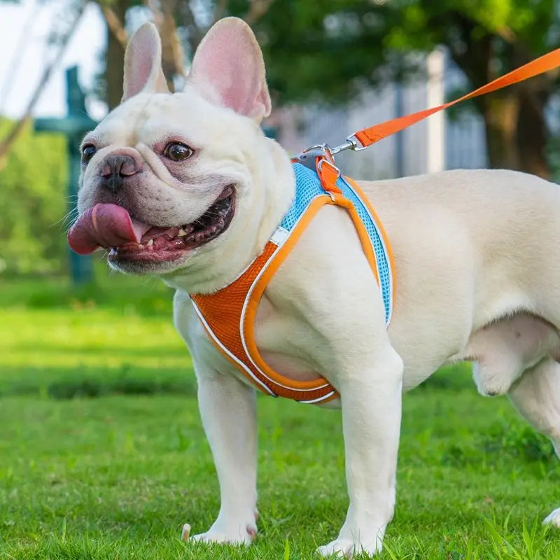 Breathable Reflective Pet Harness Set: Vest-Style Dog Harness + Leash - Blue-L Wholesale Hub