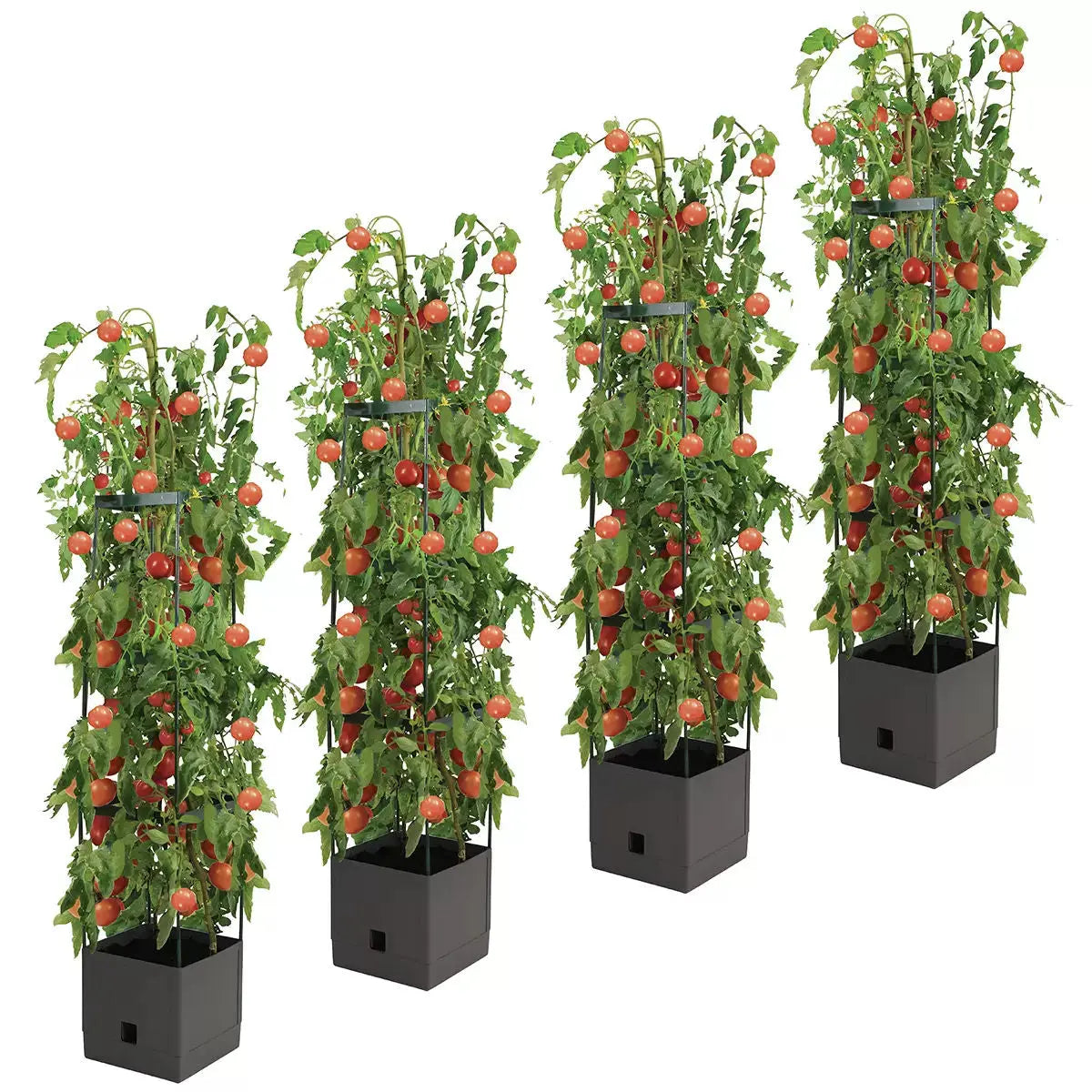 Tomato Tower With 3 Tier Frame 4 x Pack Wholesale Hub