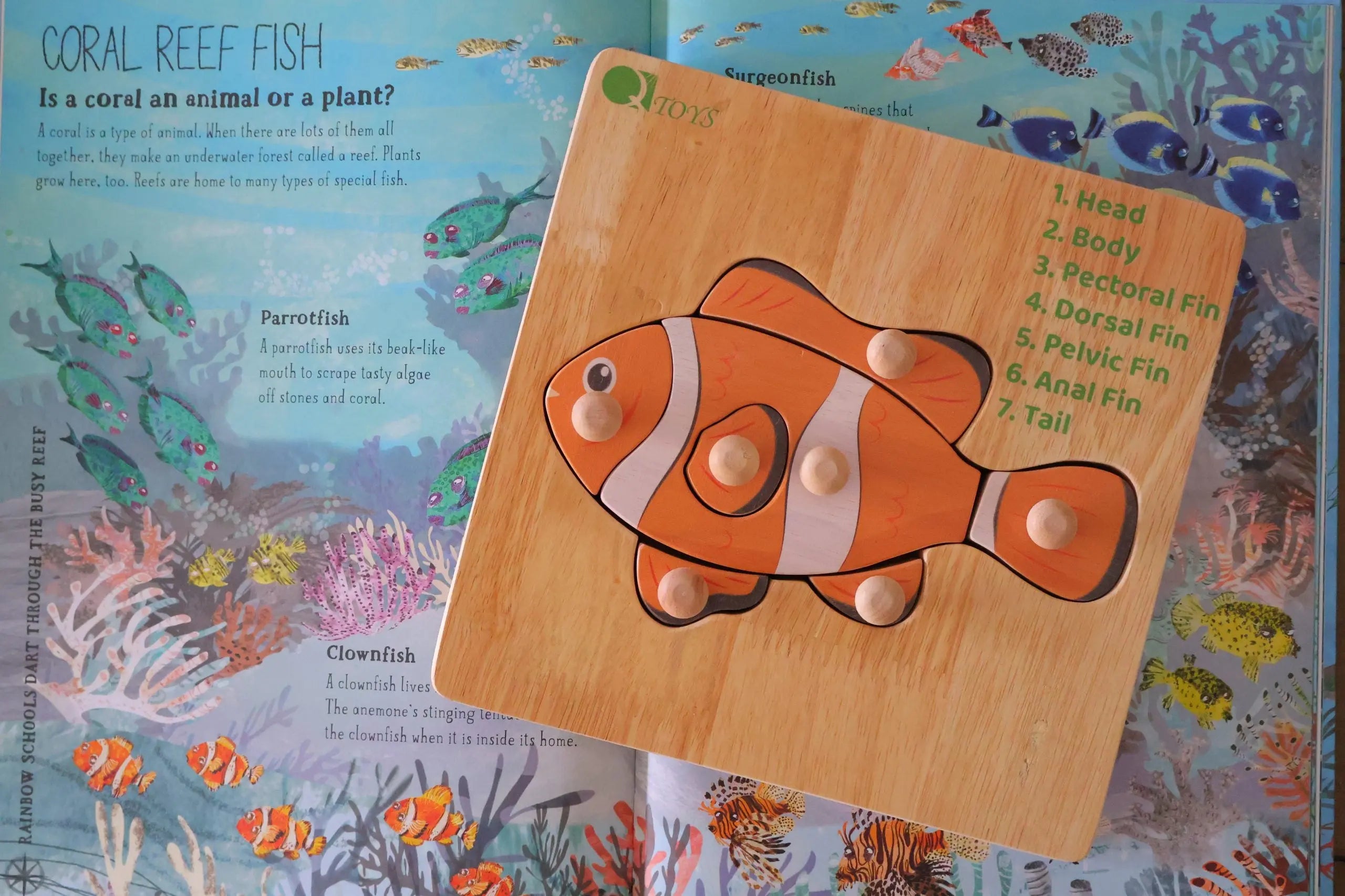 Montessori Fish Knob Puzzle Wholesale Hub