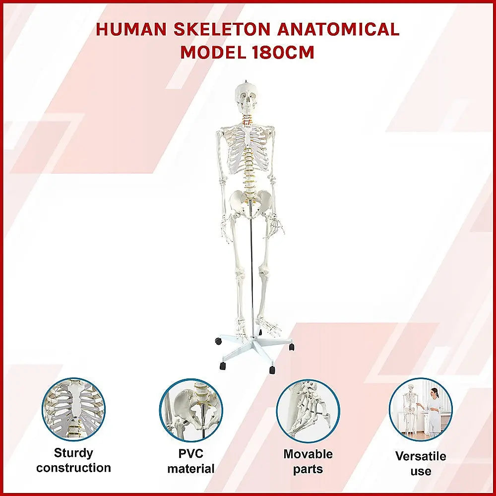 Human Skeleton Anatomical Model 180cm Wholesale Hub