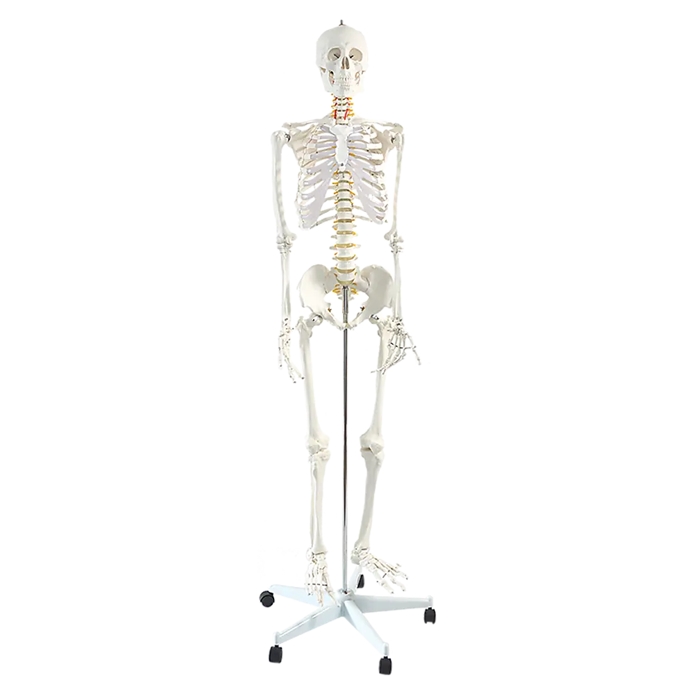 Human Skeleton Anatomical Model 180cm Wholesale Hub