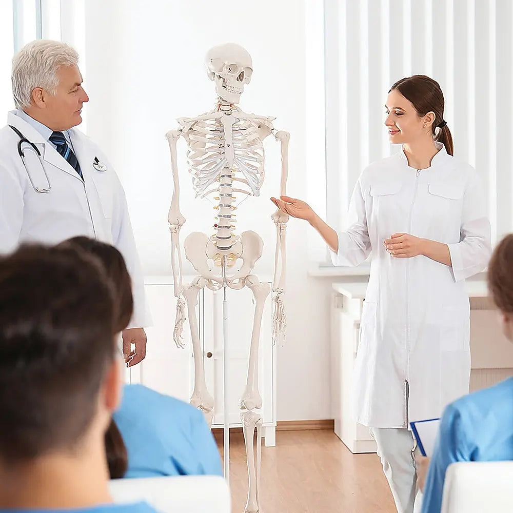 Human Skeleton Anatomical Model 180cm Wholesale Hub