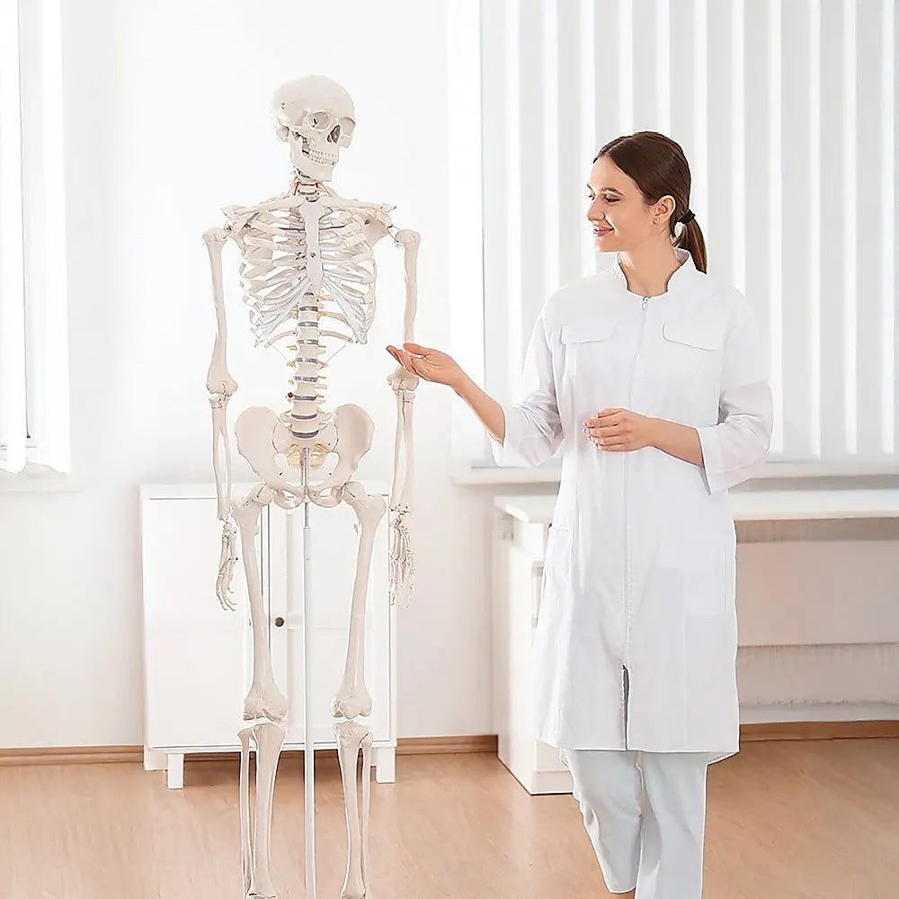 Human Skeleton Anatomical Model 180cm Wholesale Hub