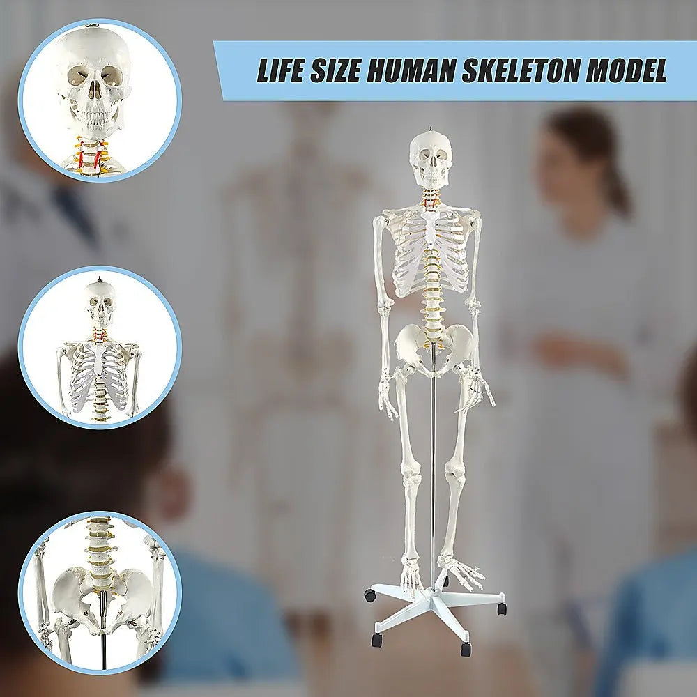 Human Skeleton Anatomical Model 180cm Wholesale Hub
