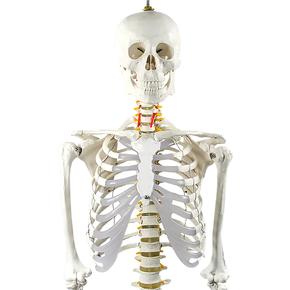 Human Skeleton Anatomical Model 180cm Wholesale Hub