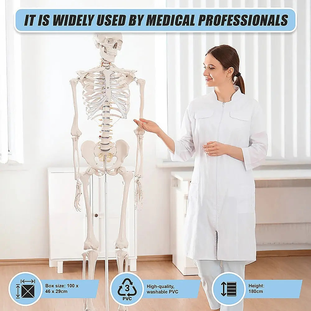 Human Skeleton Anatomical Model 180cm Wholesale Hub