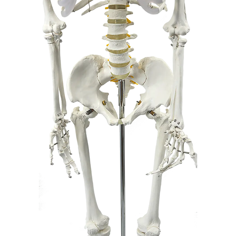 Human Skeleton Anatomical Model 180cm Wholesale Hub