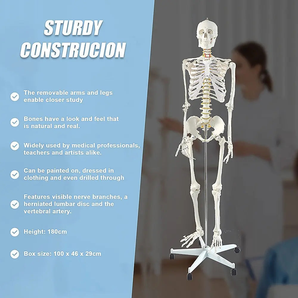 Human Skeleton Anatomical Model 180cm Wholesale Hub
