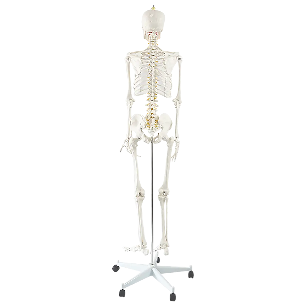 Human Skeleton Anatomical Model 180cm Wholesale Hub
