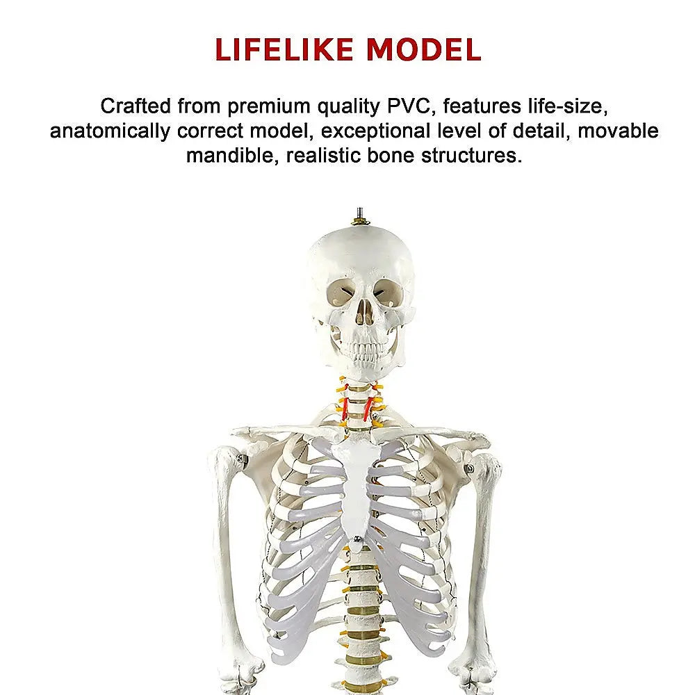 Human Skeleton Anatomical Model 180cm Wholesale Hub