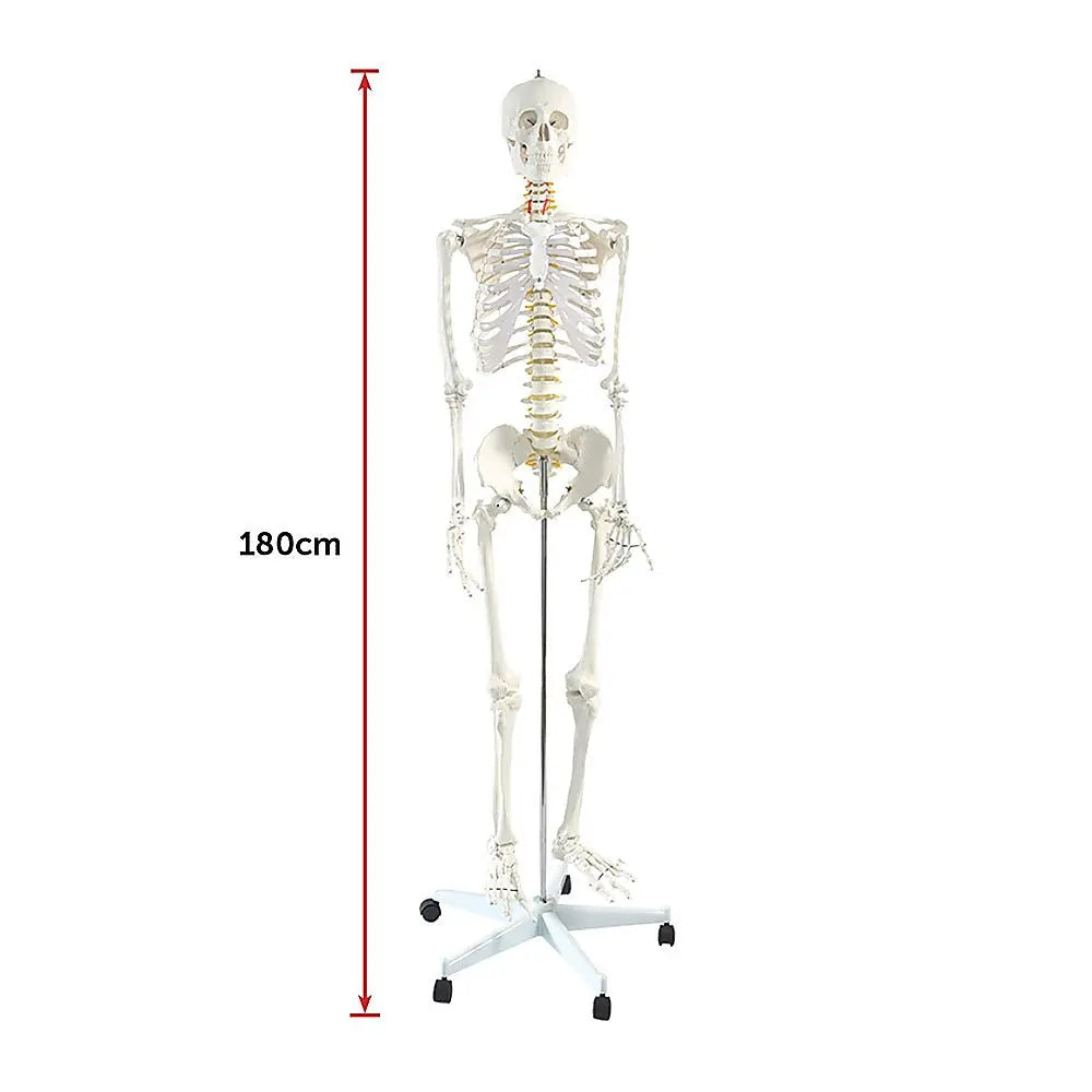 Human Skeleton Anatomical Model 180cm Wholesale Hub