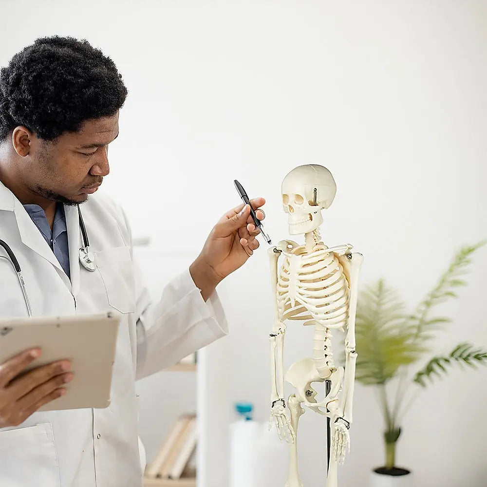 Anatomical 85cm Tall Human Skeleton with Stand Model - Medical Anatomy Wholesale Hub