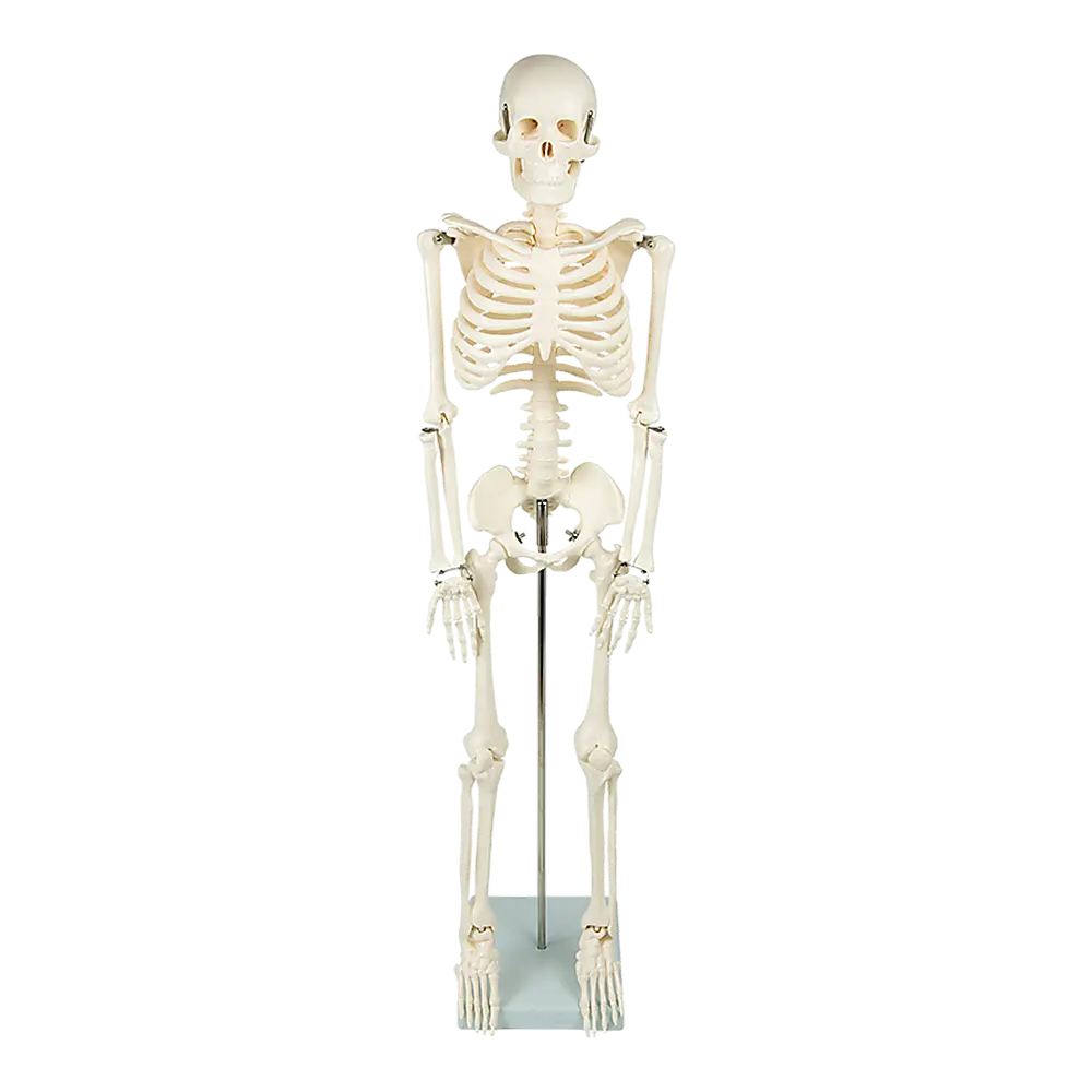 Anatomical 85cm Tall Human Skeleton with Stand Model - Medical Anatomy Wholesale Hub