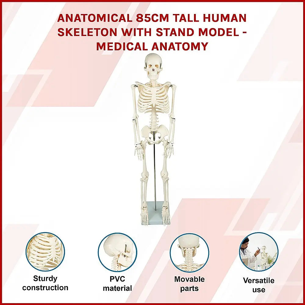 Anatomical 85cm Tall Human Skeleton with Stand Model - Medical Anatomy Wholesale Hub