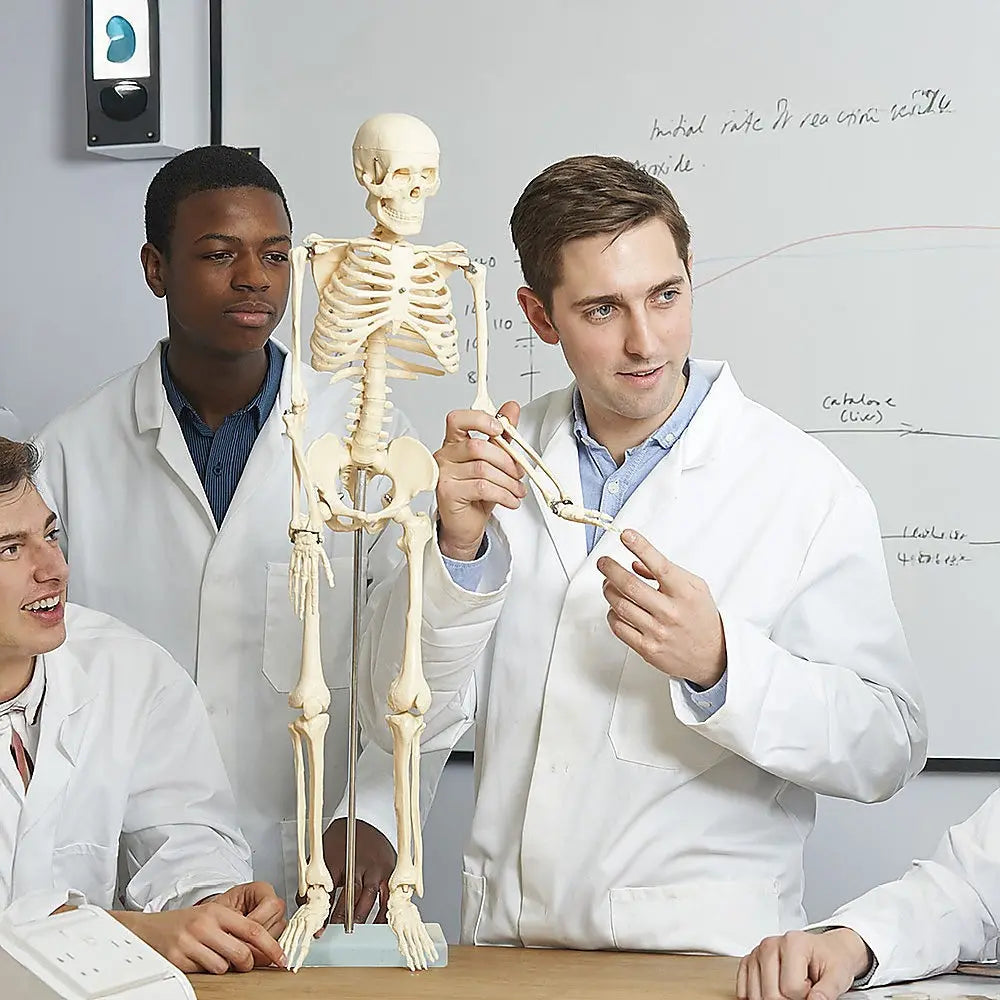 Anatomical 85cm Tall Human Skeleton with Stand Model - Medical Anatomy Wholesale Hub