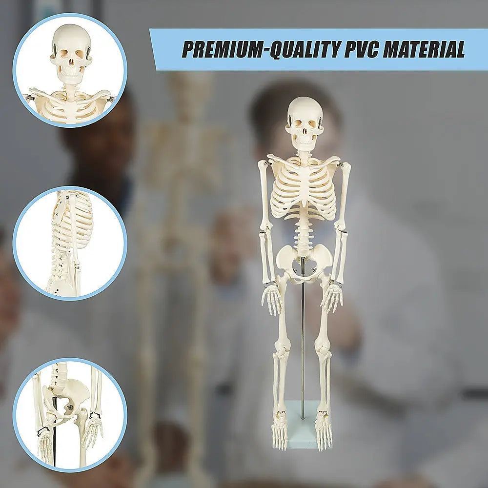 Anatomical 85cm Tall Human Skeleton with Stand Model - Medical Anatomy Wholesale Hub