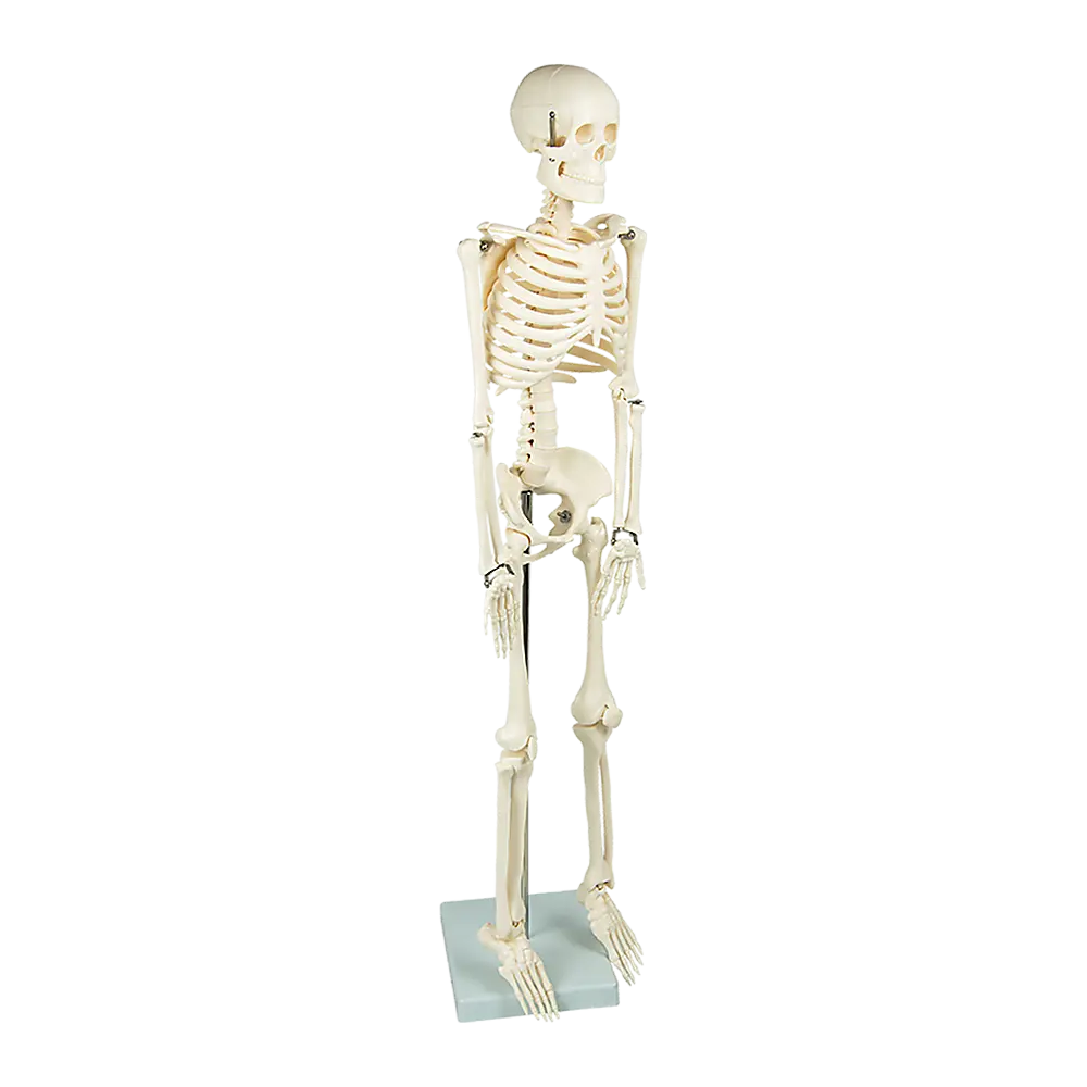 Anatomical 85cm Tall Human Skeleton with Stand Model - Medical Anatomy Wholesale Hub