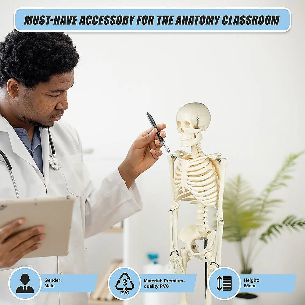 Anatomical 85cm Tall Human Skeleton with Stand Model - Medical Anatomy Wholesale Hub