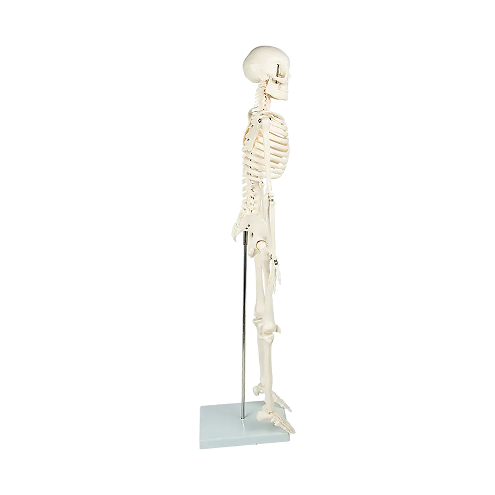 Anatomical 85cm Tall Human Skeleton with Stand Model - Medical Anatomy Wholesale Hub