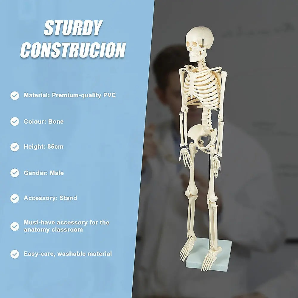 Anatomical 85cm Tall Human Skeleton with Stand Model - Medical Anatomy Wholesale Hub