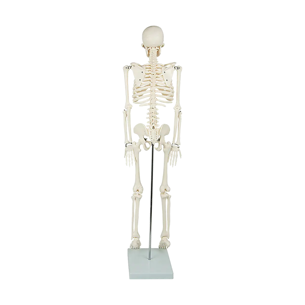 Anatomical 85cm Tall Human Skeleton with Stand Model - Medical Anatomy Wholesale Hub