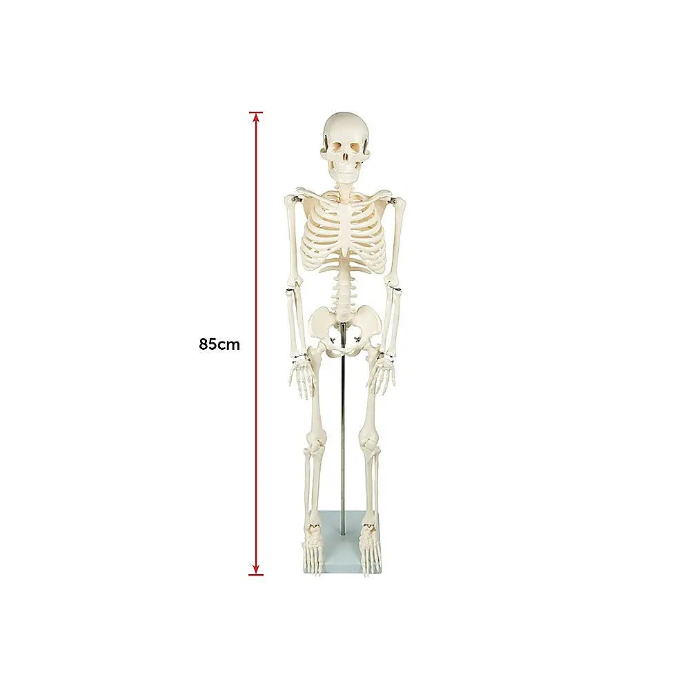 Anatomical 85cm Tall Human Skeleton with Stand Model - Medical Anatomy Wholesale Hub