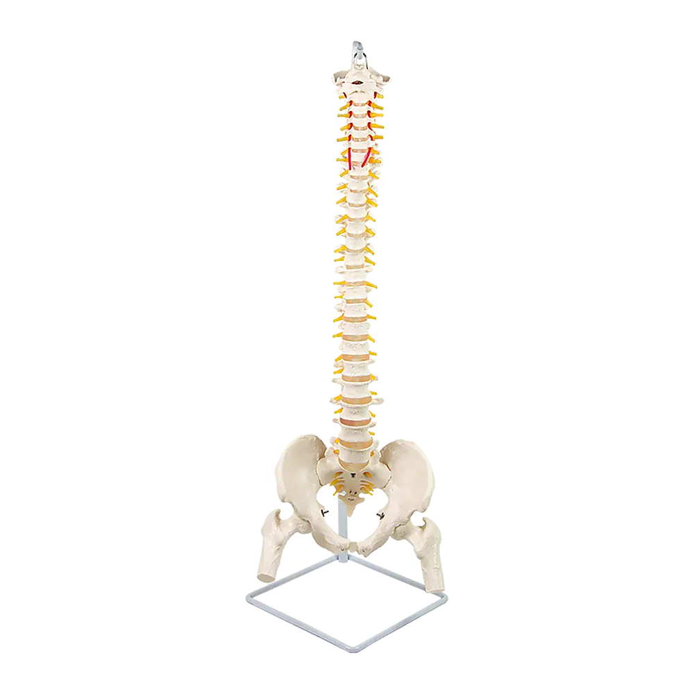 Life Size Flexible Spine Pelvis & Femur Model – Anatomical Skeleton Display Wholesale Hub