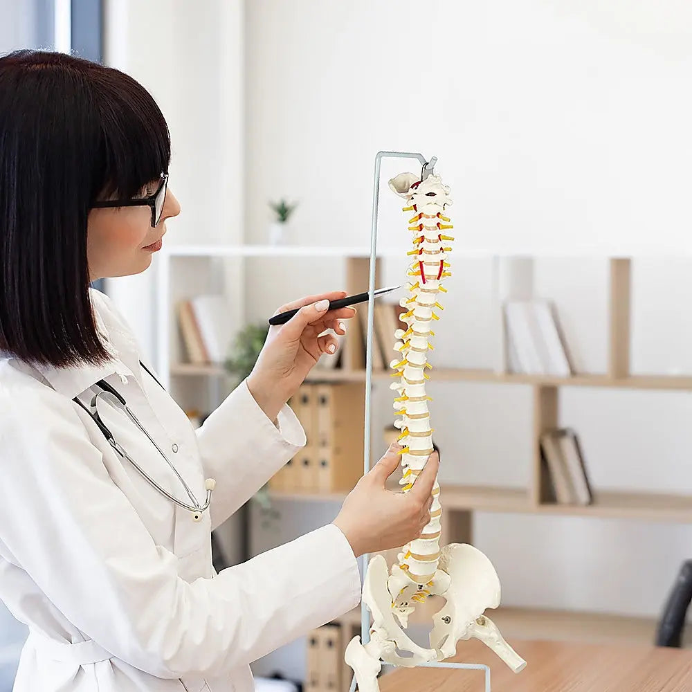 Life Size Flexible Spine Pelvis & Femur Model – Anatomical Skeleton Display Wholesale Hub