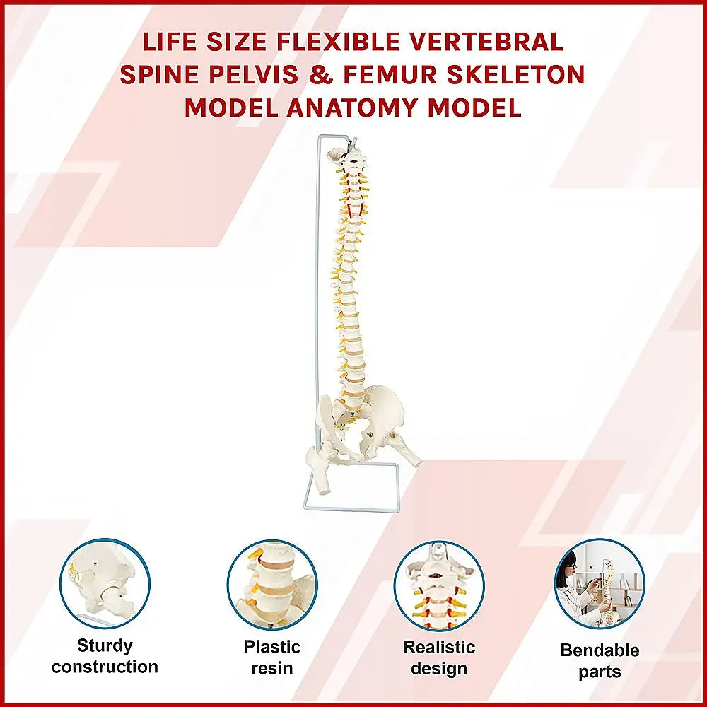 Life Size Flexible Spine Pelvis & Femur Model – Anatomical Skeleton Display Wholesale Hub