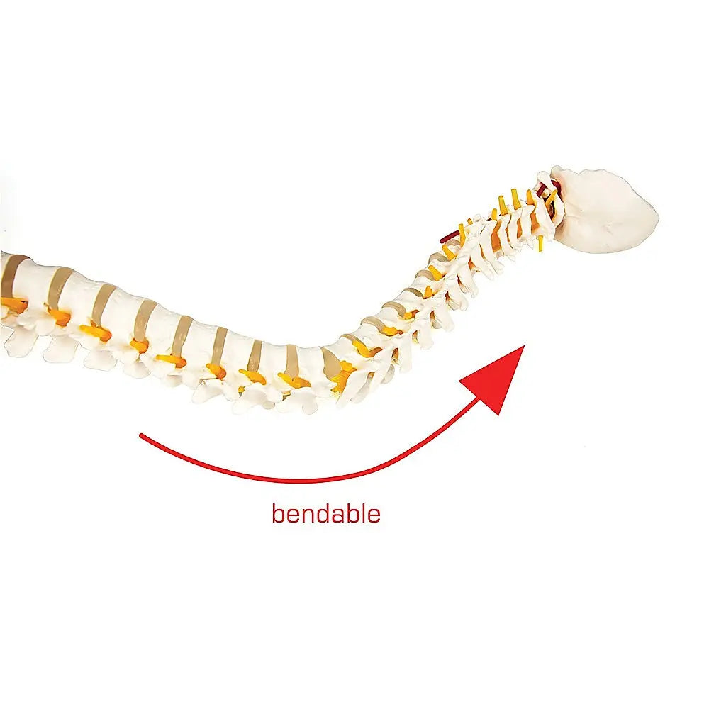 Life Size Flexible Spine Pelvis & Femur Model – Anatomical Skeleton Display Wholesale Hub