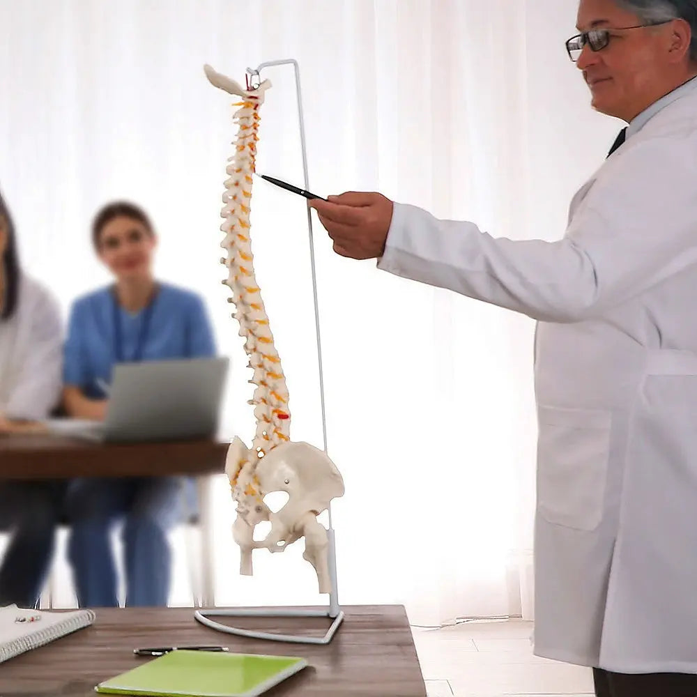 Life Size Flexible Spine Pelvis & Femur Model – Anatomical Skeleton Display Wholesale Hub