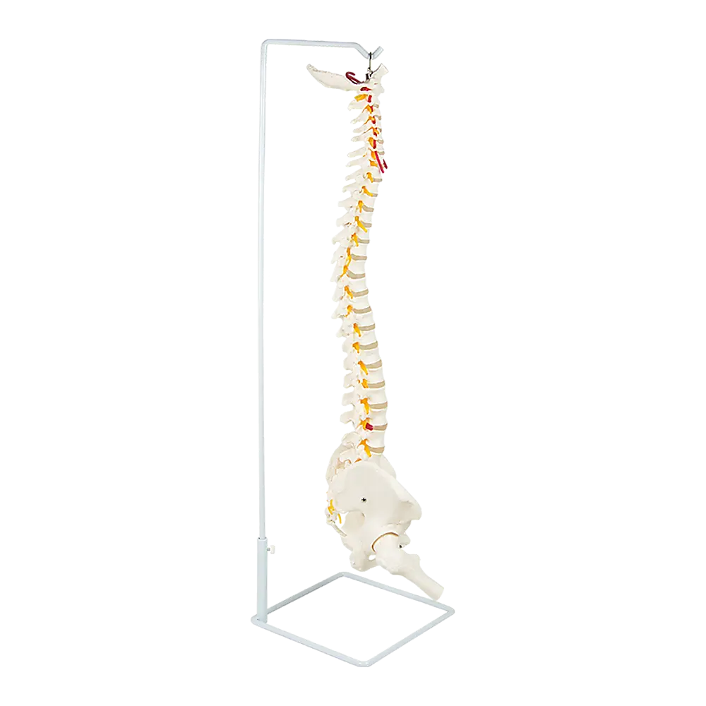 Life Size Flexible Spine Pelvis & Femur Model – Anatomical Skeleton Display Wholesale Hub