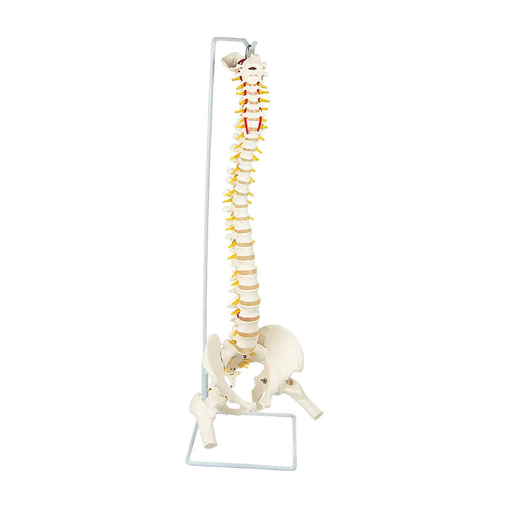 Life Size Flexible Spine Pelvis & Femur Model – Anatomical Skeleton Display Wholesale Hub