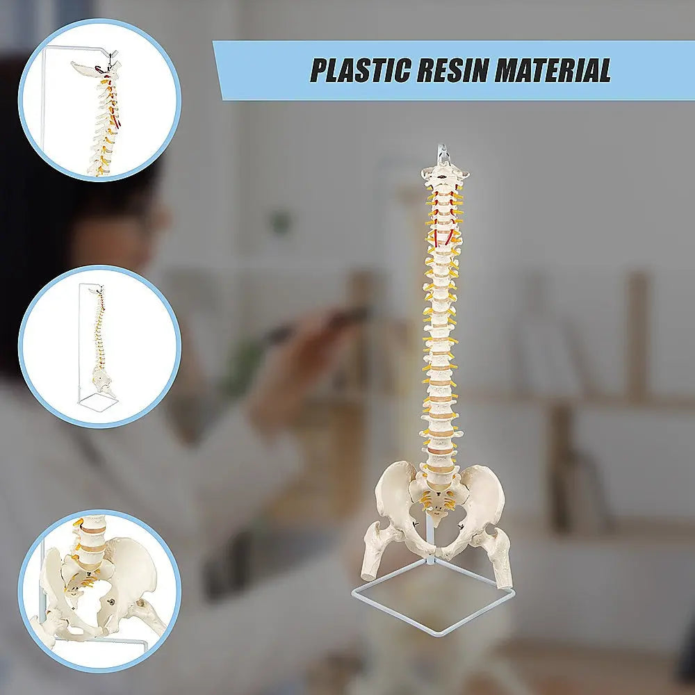 Life Size Flexible Spine Pelvis & Femur Model – Anatomical Skeleton Display Wholesale Hub