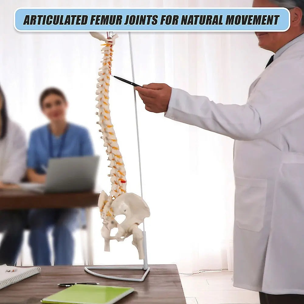 Life Size Flexible Spine Pelvis & Femur Model – Anatomical Skeleton Display Wholesale Hub