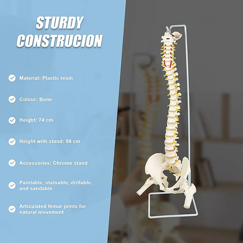 Life Size Flexible Spine Pelvis & Femur Model – Anatomical Skeleton Display Wholesale Hub