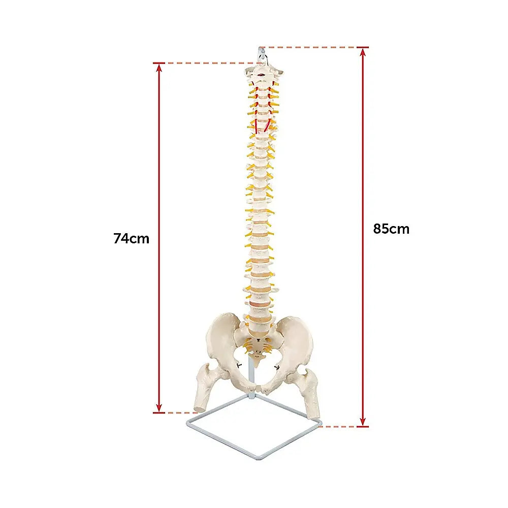 Life Size Flexible Spine Pelvis & Femur Model – Anatomical Skeleton Display Wholesale Hub