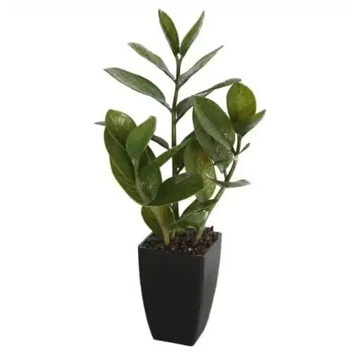 Potted Zanzibar 46cm Wholesale Hub