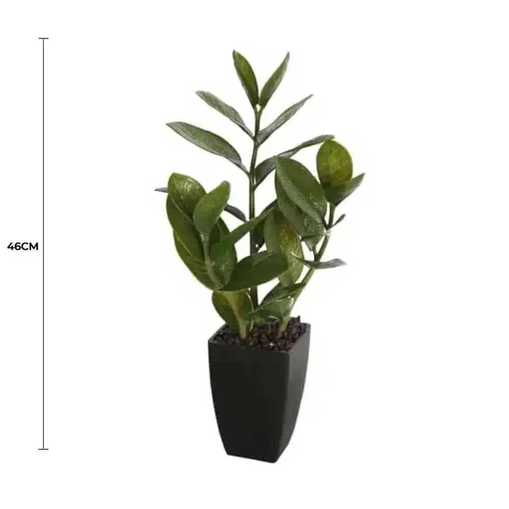 Potted Zanzibar 46cm Wholesale Hub