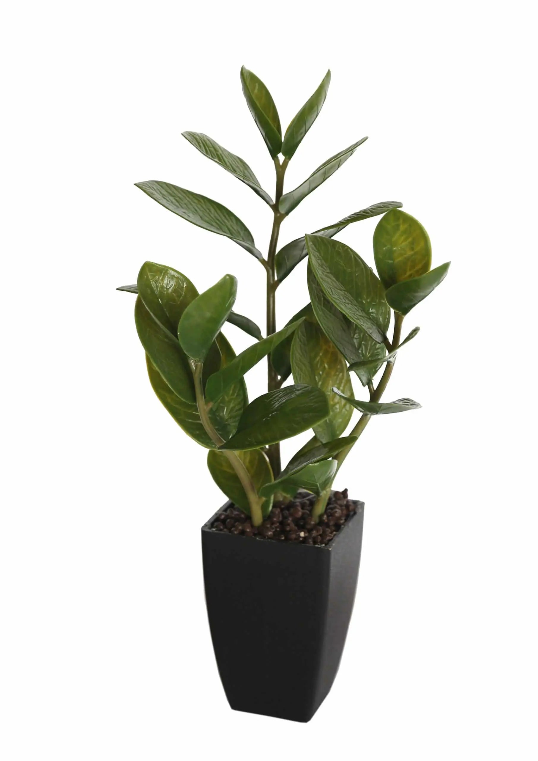 Potted Zanzibar 46cm Wholesale Hub