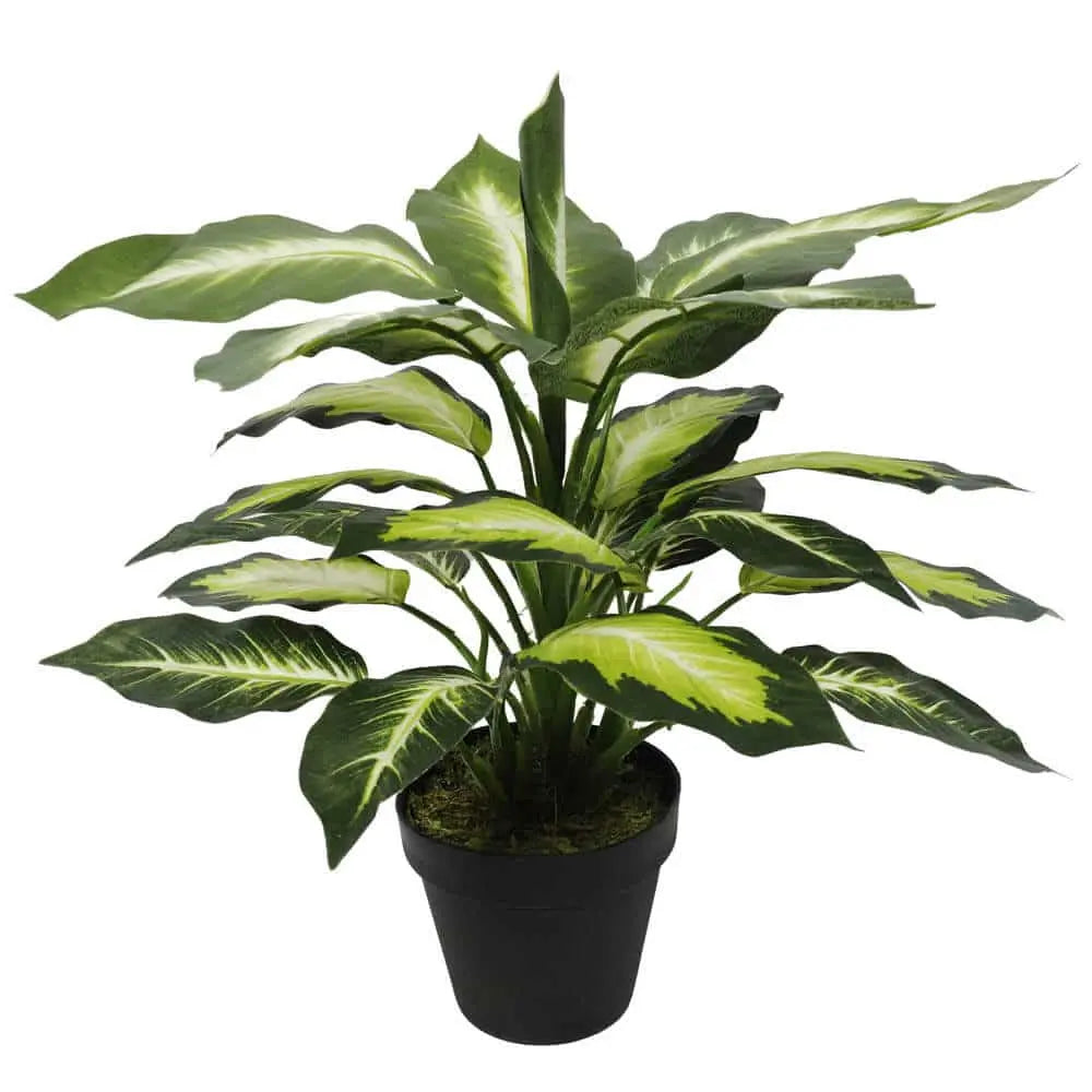 Leopard Lily (Dieffenbachia) with Pot 40cm Wholesale Hub