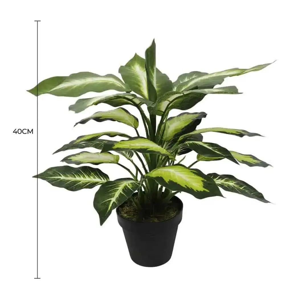 Leopard Lily (Dieffenbachia) with Pot 40cm Wholesale Hub