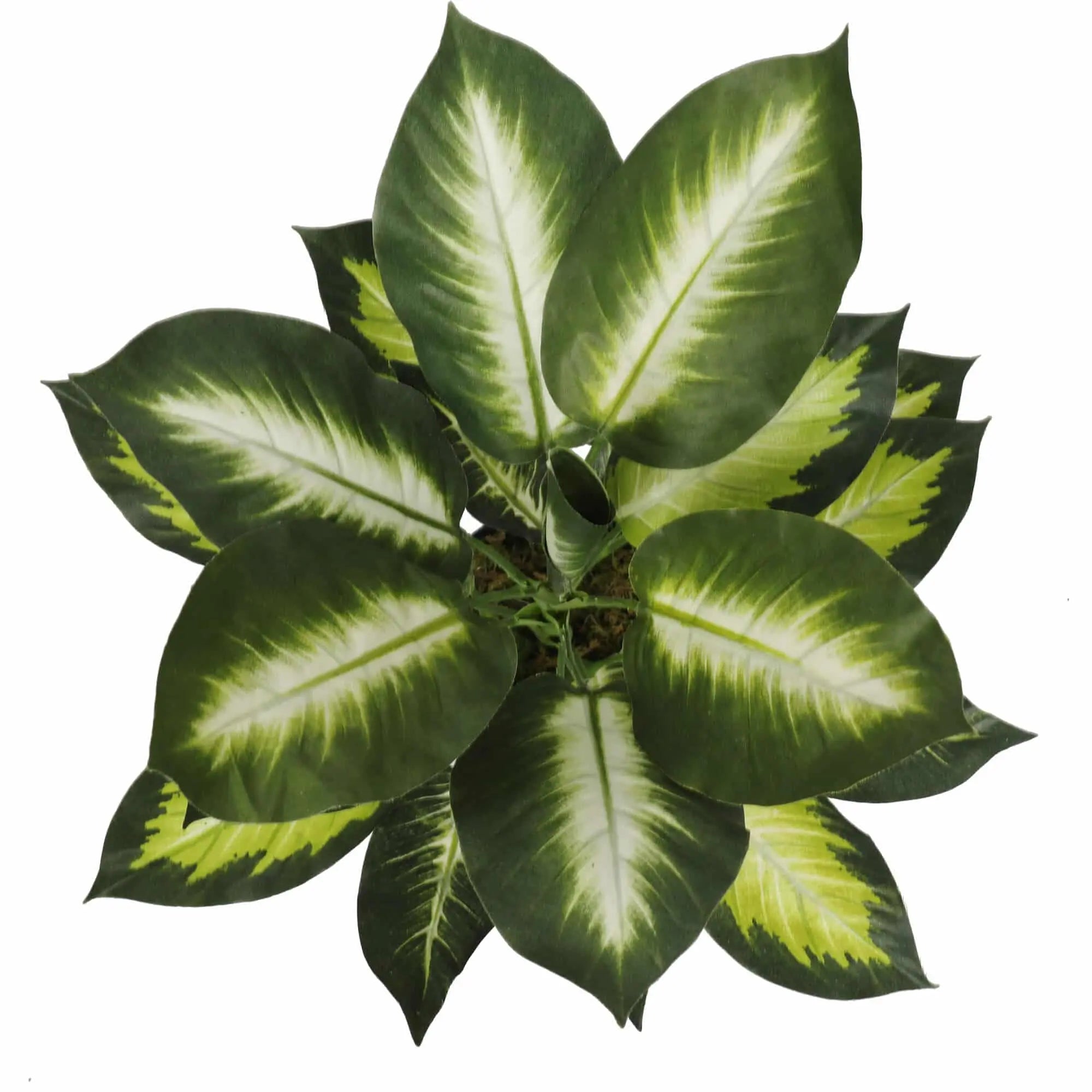 Leopard Lily (Dieffenbachia) with Pot 40cm Wholesale Hub